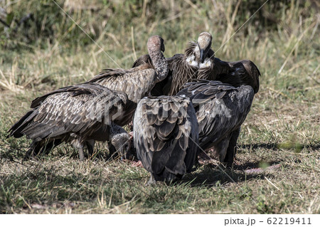 死肉を食べるコシジロハゲワシ 死肉を食べるコシジロハゲワシ 62219411