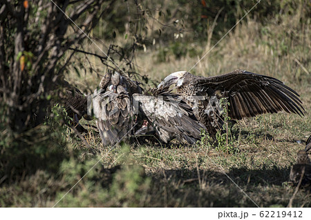 死肉を食べるコシジロハゲワシ 62219412