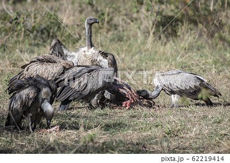 死肉を食べるコシジロハゲワシ 62219414