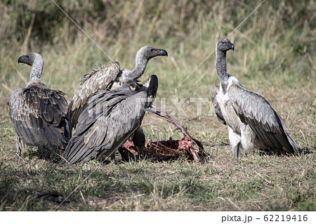 死肉を食べるコシジロハゲワシ 死肉を食べるコシジロハゲワシ 62219416