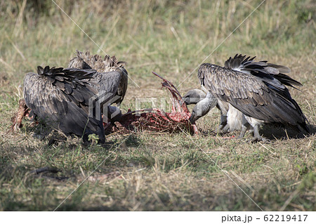 死肉を食べるコシジロハゲワシ 62219417