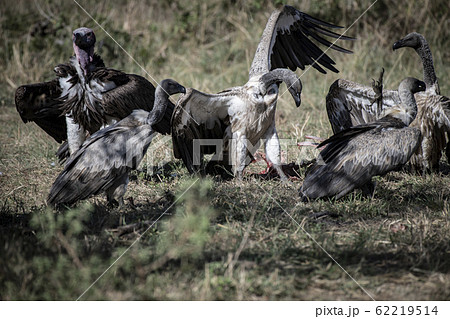 食事をするコシジロハゲワシ 食事をするコシジロハゲワシ 62219514