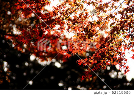 平林寺の紅葉の写真素材