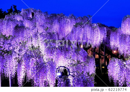 藤の花のライトアップ 62219774
