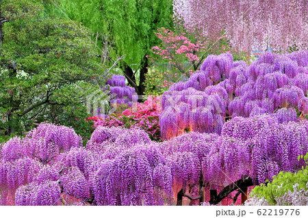 藤の花のライトアップ 62219776