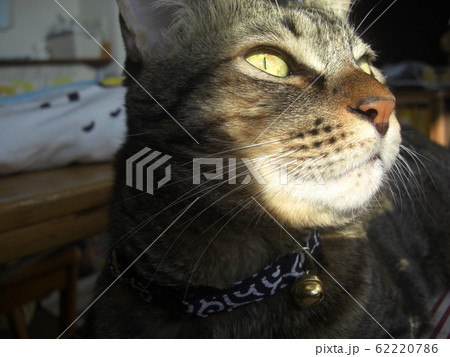 猫 62220786