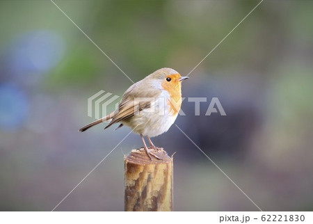 European robin perched on a post with blurred background European robin perched on a post with blurred background 62221830