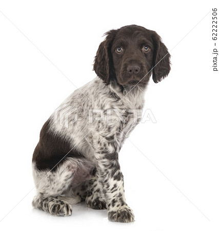 puppy Small Munsterlander 62222506