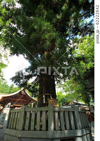 諏訪大社下社秋宮　根入りの杉 62222642