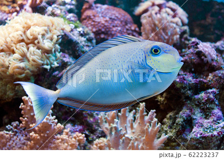 Beautiful exclusive Neso Tangs fish near corals Beautiful exclusive Neso Tangs fish near corals 62223237