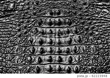 Crocodile bone skin texture background 62223948