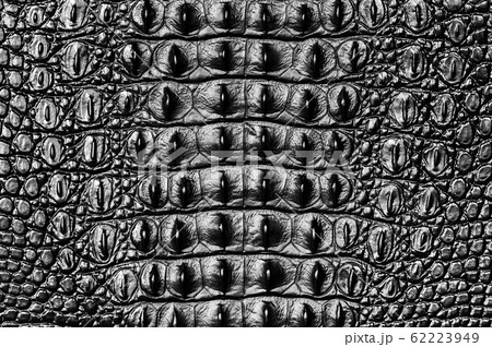 Crocodile bone skin texture background Crocodile bone skin texture background 62223949
