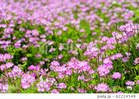 蓮華畑4 蓮華畑4 62224549