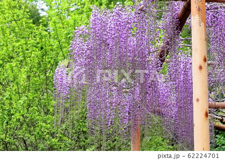 新緑と藤の花 62224701