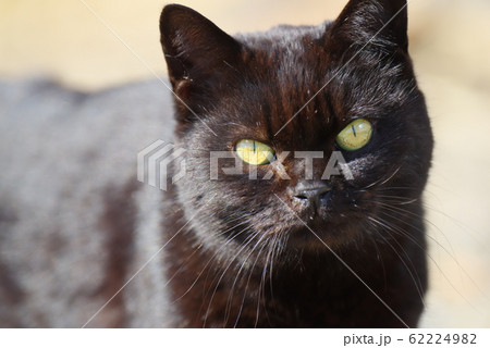 黒猫 62224982