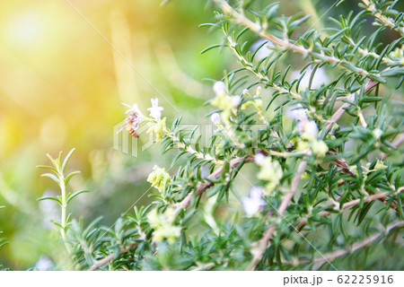 Organic rosemary plant growing in the garden for Organic rosemary plant growing in the garden for 62225916