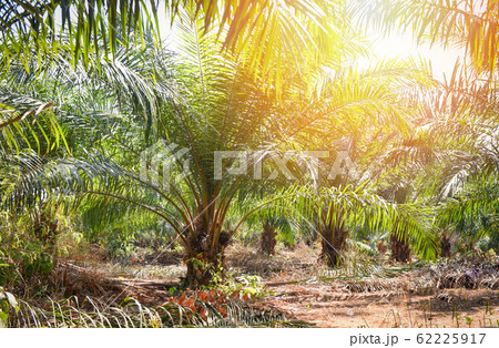Palm plantation in the agriculture asian - tree 62225917