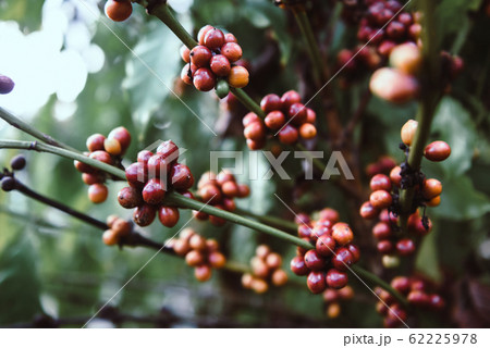 Fresh coffee bean on the coffee tree / arabica 62225978