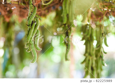 Cowhage fruit or Mucuna pruriens capitatus hanging 62225989