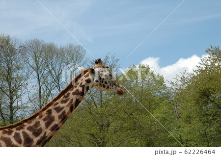 Giraffe Giraffe 62226464