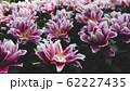 Spring forest close up flowers pink beautiful background 62227435
