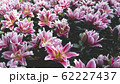 Spring forest close up flowers pink beautiful background 62227437