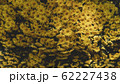 Spring forest close up flowers Yellow beautiful background 62227438