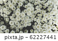 Spring forest close up flowers White beautiful background 62227441