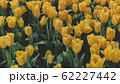 Spring forest close up flowers Yellow beautiful background 62227442
