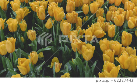Spring forest close up flowers Yellow beautiful background 62227442