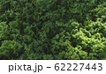 leaves green wall beautiful background 62227443