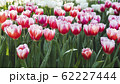 Spring forest close up flowers pink beautiful background 62227444
