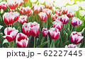 Spring forest close up flowers pink beautiful background 62227445