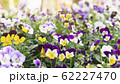 Spring forest close up flowers beautiful background 62227470