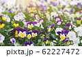 Spring forest close up flowers beautiful background 62227472