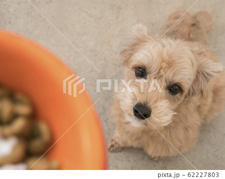 ドッグボウルに入ったペットフードをじっと座って見つめるかわいい小型犬【マルプー】 62227803
