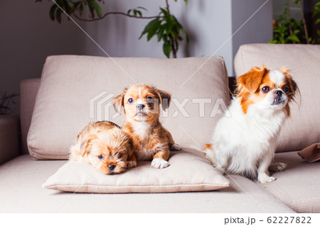 The female Pekingese is raising her puppies The female Pekingese is raising her puppies 62227822