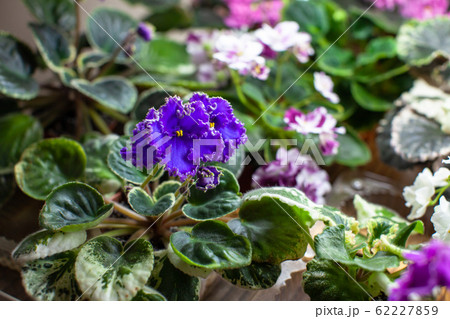 The beautiful different violets grown for sale 62227859