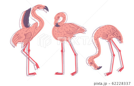 Exotic Pink Flamingos in Standing Pose and with Spread Wings Vector Set Exotic Pink Flamingos in Standing Pose and with Spread Wings Vector Set 62228337