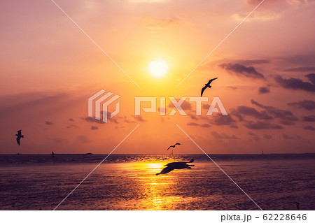 The background of sunset with flying seagull at Bangpu Recreation Center, the gulf of Thailand 62228646