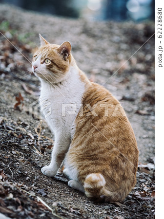 野良猫 野良猫 62228680