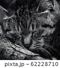 野良猫 62228710