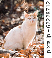 野良猫 62228712