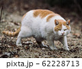 野良猫 62228713