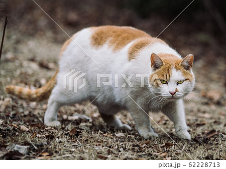 野良猫 野良猫 62228713