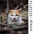 野良猫 62228714