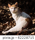 野良猫 62228715
