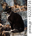 野良猫 62228716