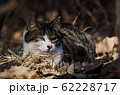 野良猫 62228717