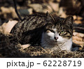 野良猫 62228719